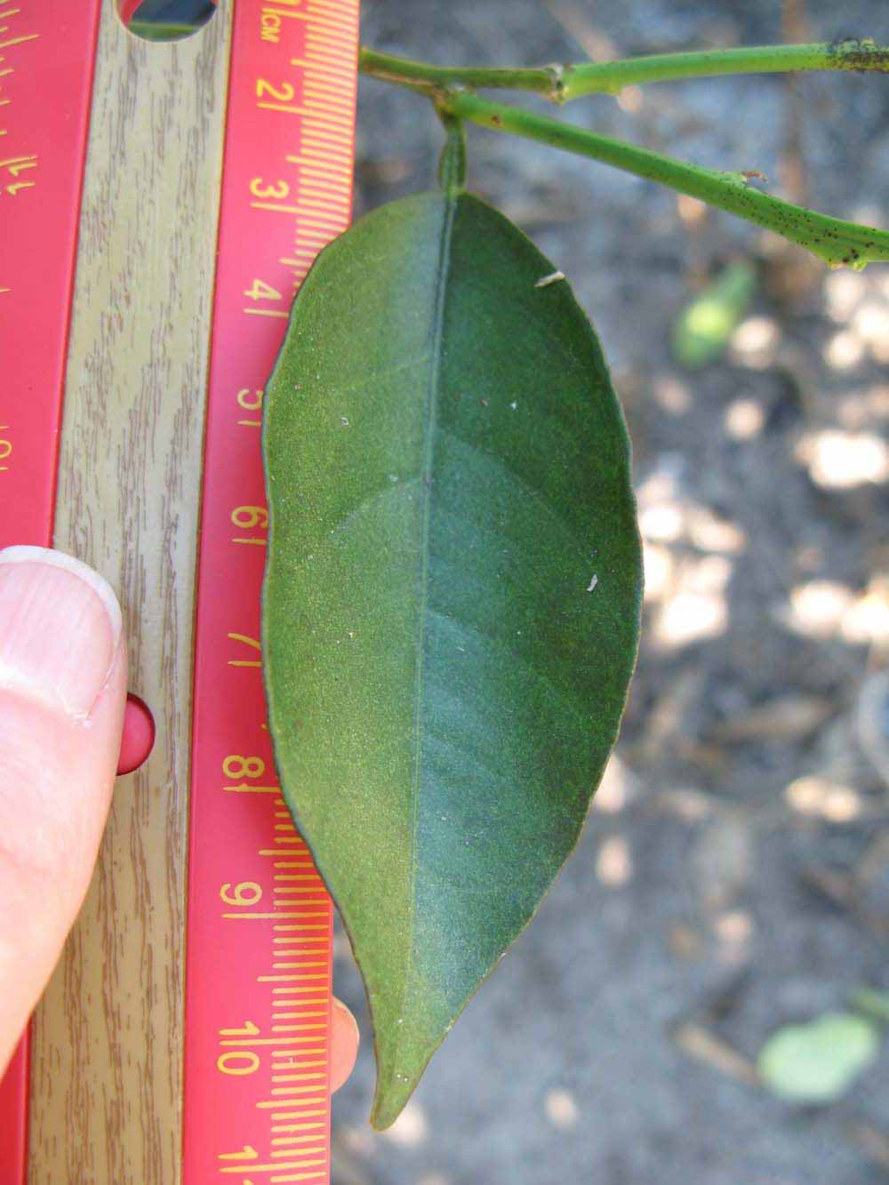              Unifoliolate leaf (Winter Haven, FL)       